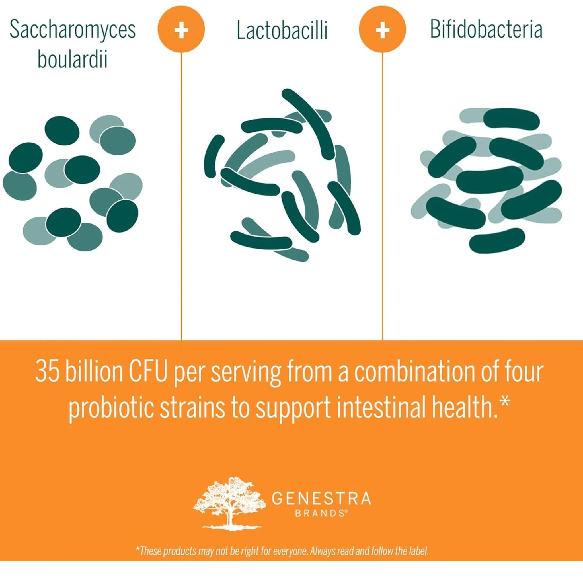 Genestra HMF Travel Probiotic 35 Billion CFU, Includes Saccharomyces Boulardi, Shelf-Stable, 30 Vegetable Capsules - Image 5