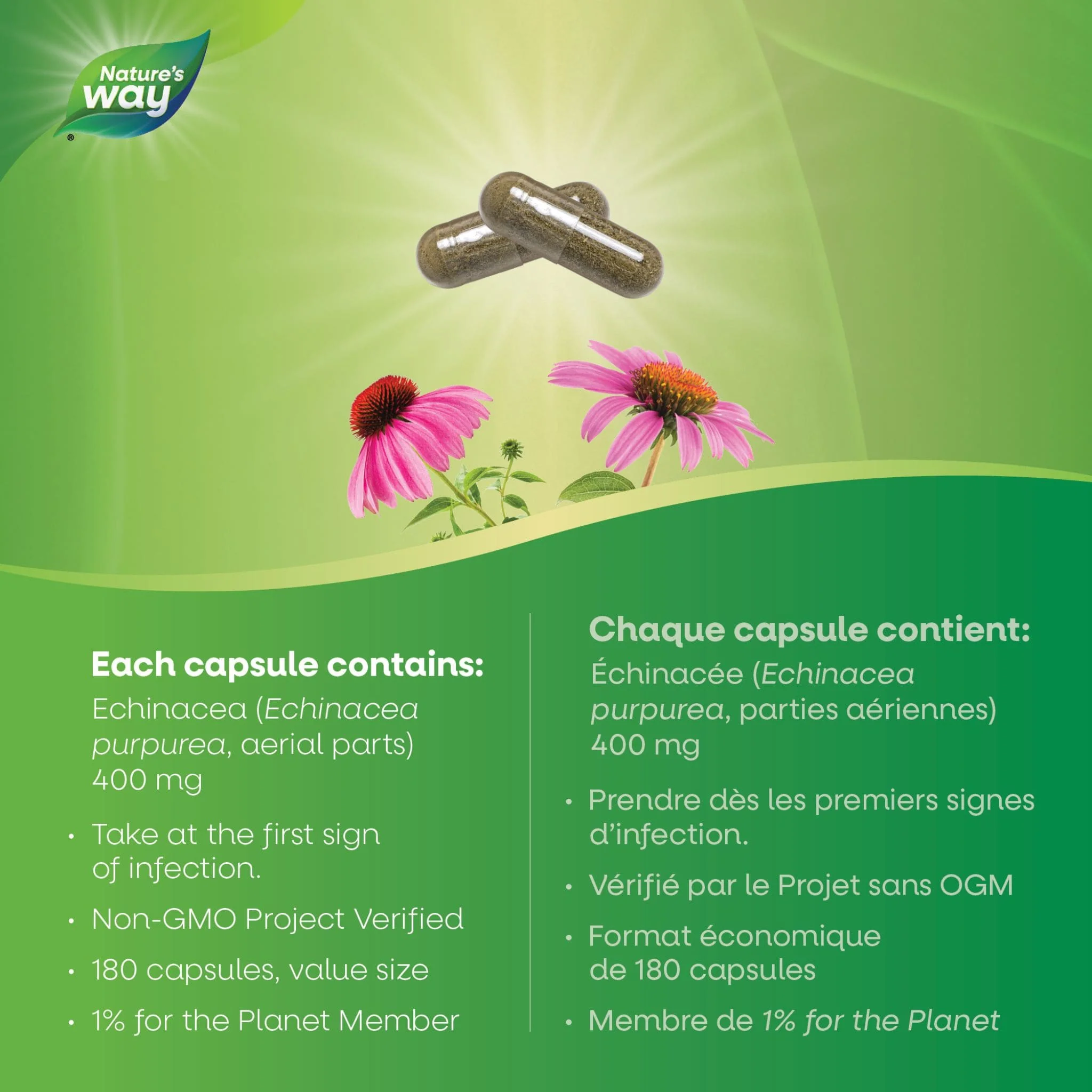 Nature's Way Echinacea - Image 5
