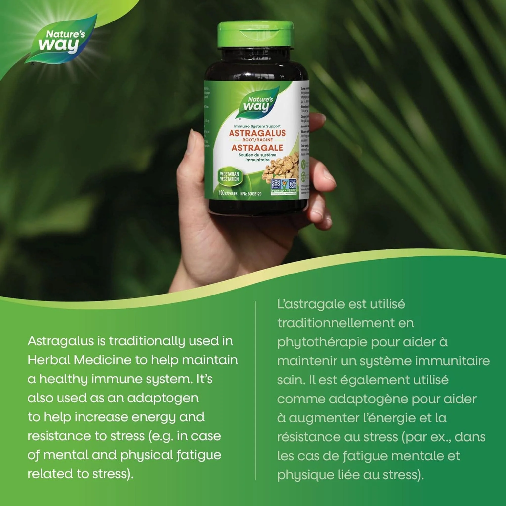 Nature's Way Astragalus Root - Image 4