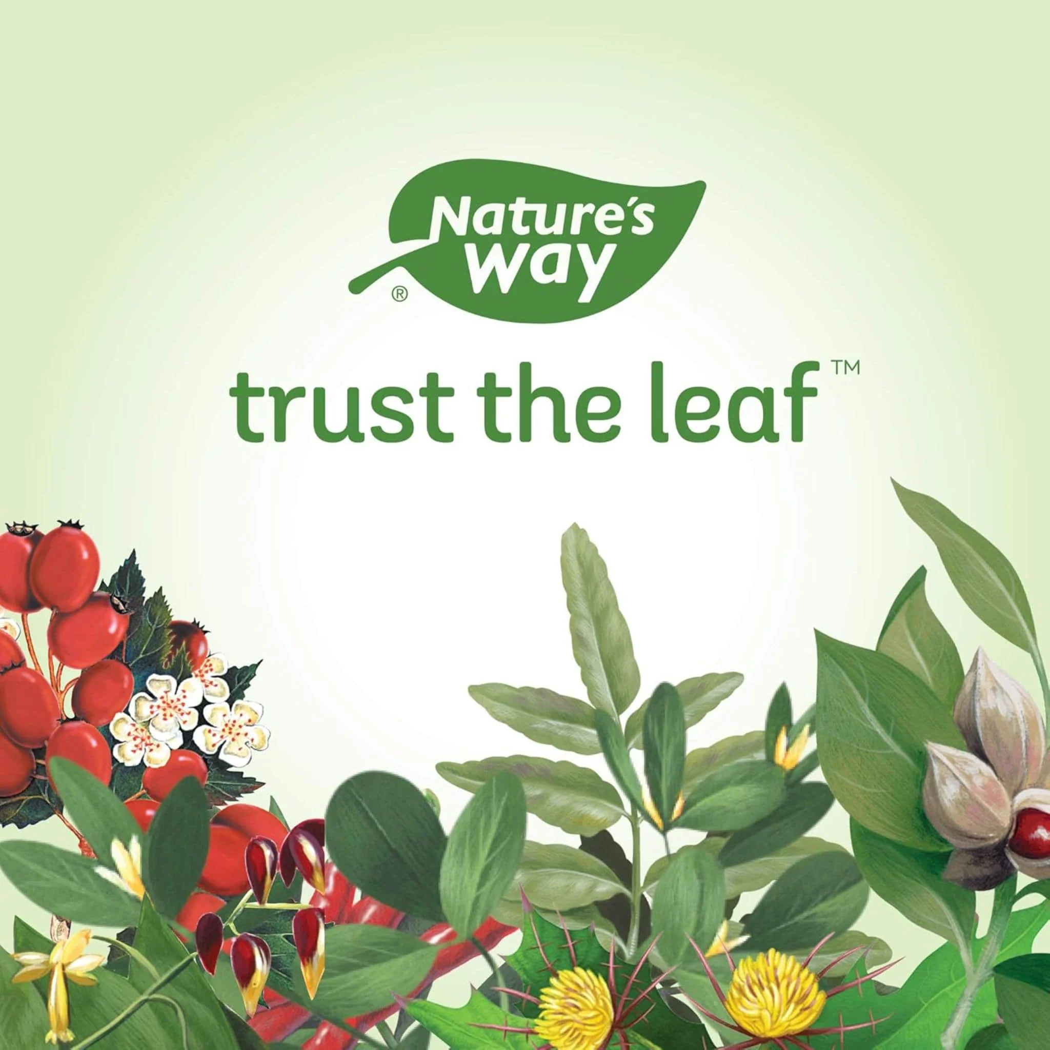 Nature's Way Olive Leaf 500mg, 100 Vegetable Capsules - Image 8