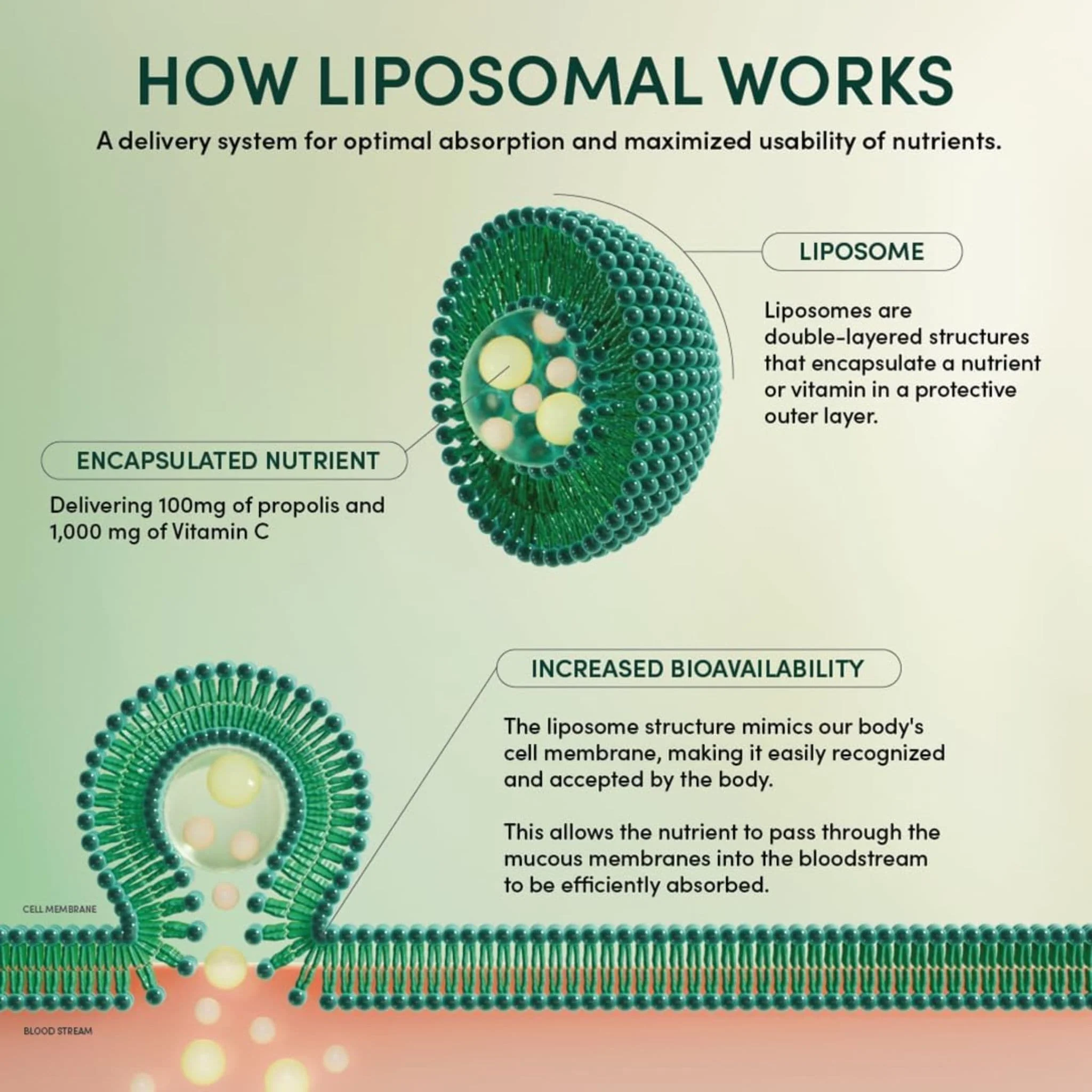 Beekeepers Liposomal Vitamin C 1000mg with Liposomal Propolis 100mg, 8ml x 12 Single Serving Packs - Image 7
