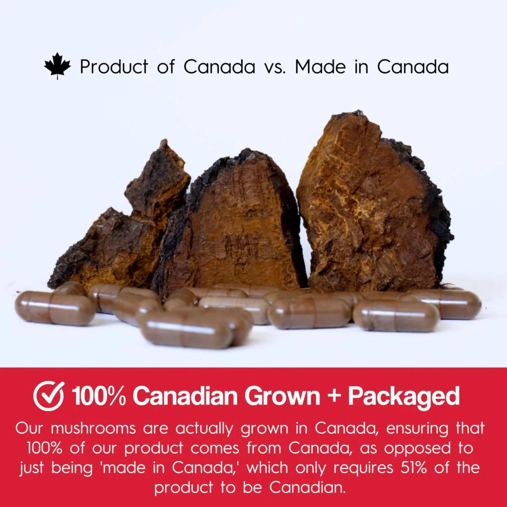 Stay Wyld Organics Chaga, 90 Capsules - Image 6