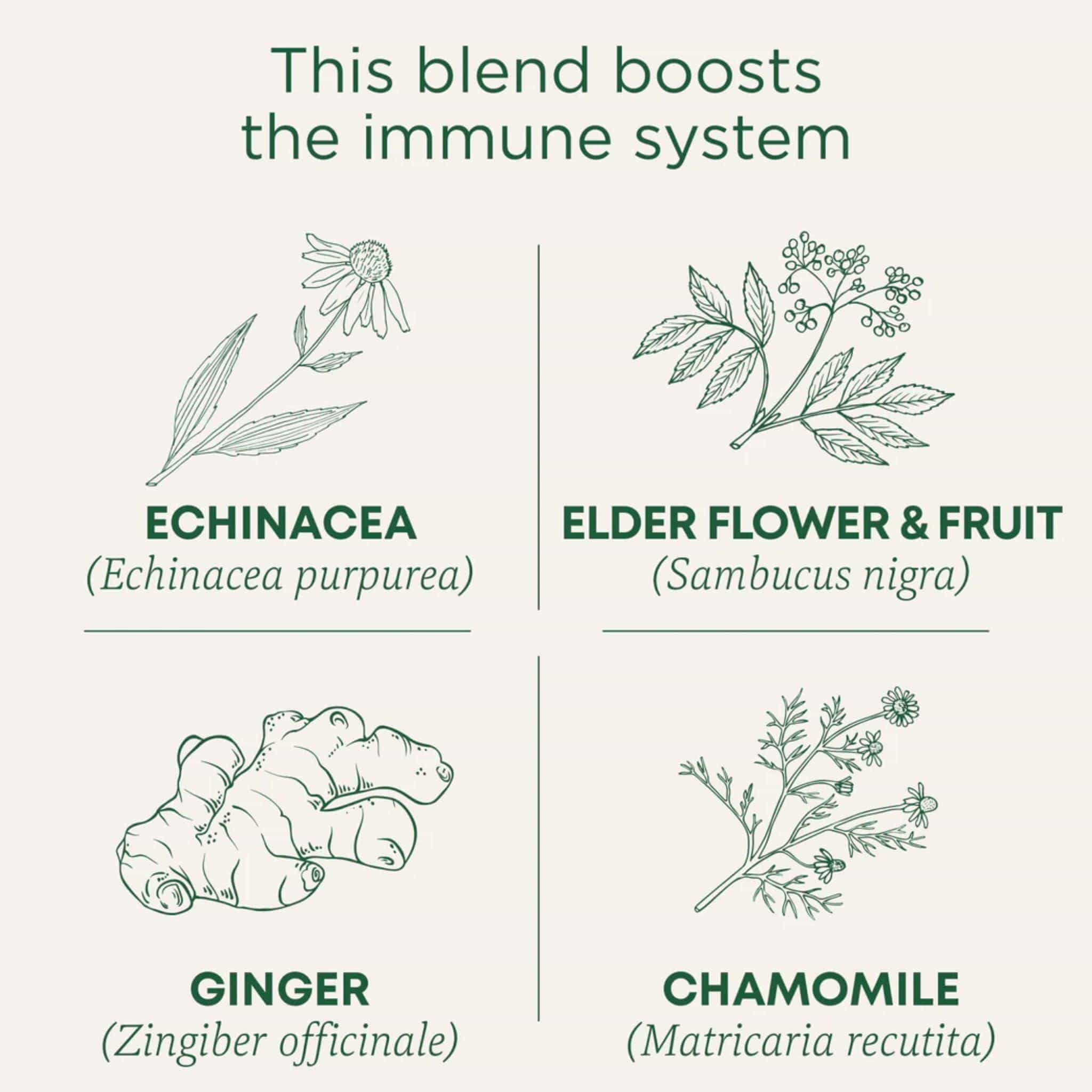 Traditional Medicinals Organic Echinacea Plus Elderberry Tea, 16 Wrapped Tea Bags - Image 2
